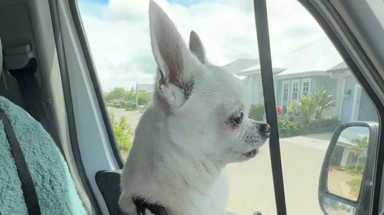 After five months apart, the dog immediately recognized where it was going — and the emotional reaction caught everyone’s attention.